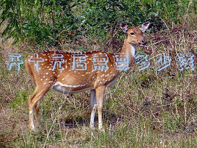 开十元店需要多少钱