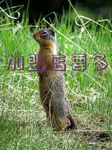 加盟茶叶店需要多少钱(卖茶叶加盟什么店好)