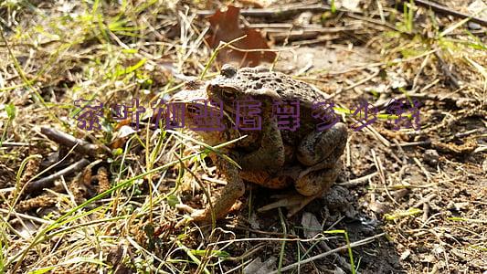 加盟 茶叶店(加盟茶叶店哪家好)