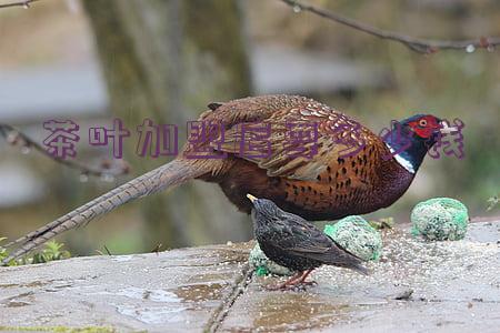 茶叶店加盟方案(茶叶加盟店排行榜,全程扶持开店!)