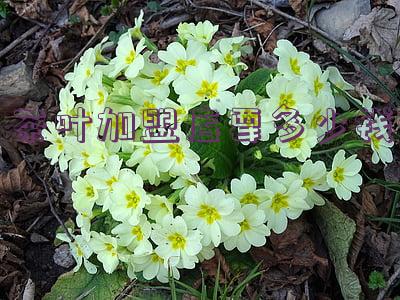 茶叶加盟店(茶叶加盟店利润)