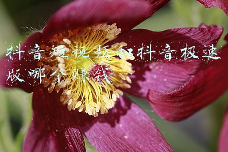抖音短视频和抖音极速版哪个赚钱