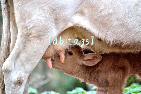 [db:tags]
