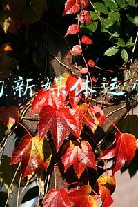 不错的新媒体运营师证