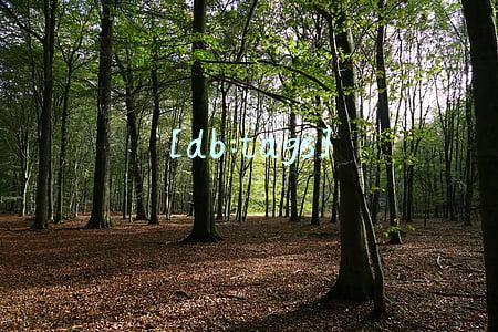[db:tags]