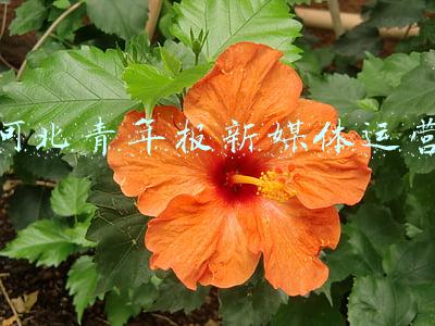 河北青年报新媒体运营