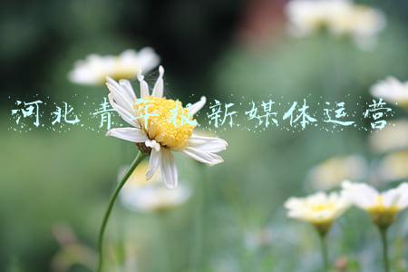 河北青年报新媒体运营