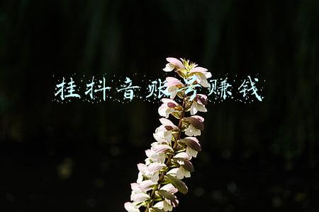 挂抖音账号赚钱