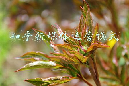 知乎新媒体运营模式
