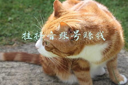 挂抖音账号赚钱