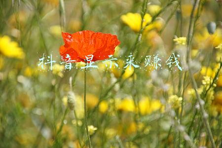 抖音显示来赚钱