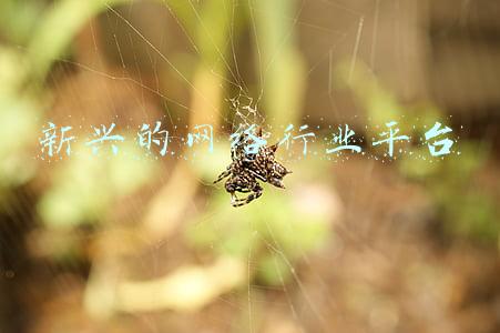 新兴的网络行业平台