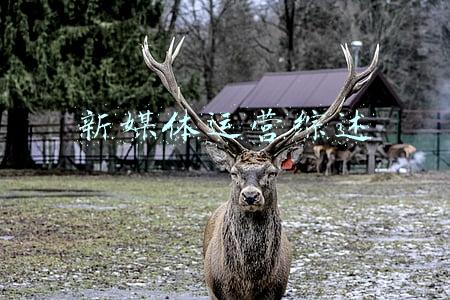 新媒体运营综述