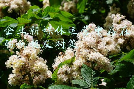 企业新媒体运营中存在的问题及对策