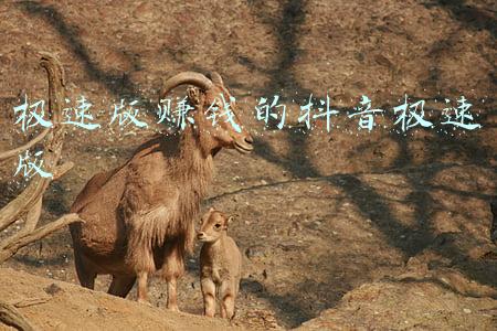 极速版赚钱的抖音极速版