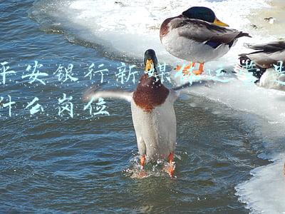平安银行新媒体运营是什么岗位