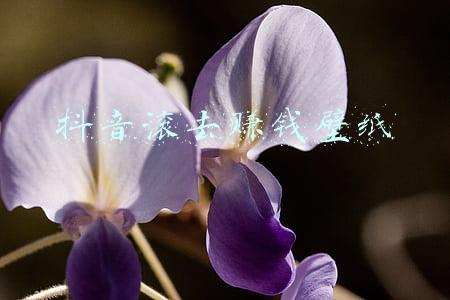 抖音滚去赚钱壁纸