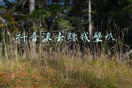 滚去看书壁纸(【背景】安静看书学习工作朋友圈背景图)
