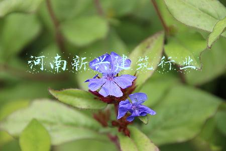 河南新兴建筑行业