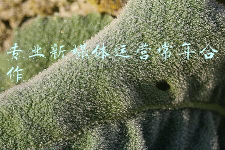 专业新媒体运营常年合作