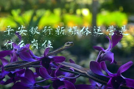 平安银行新一贷条件(平安银行新一贷“快”字当先全新上线，体验升级让借钱不难)