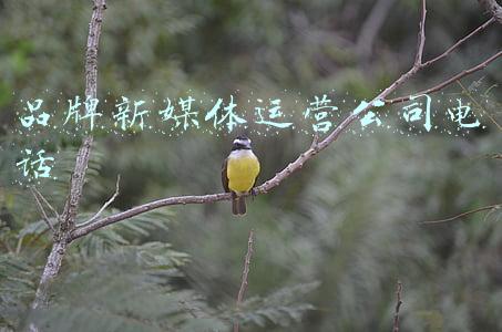 品牌新媒体运营公司电话