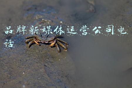 品牌新媒体运营公司电话