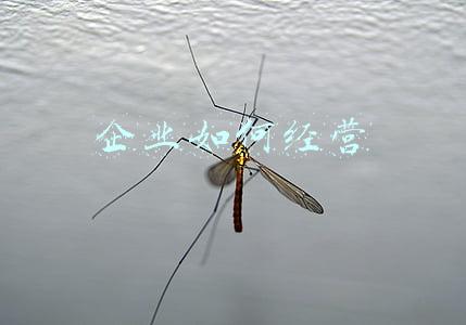 企业如何经营政治(企业如何经营政治知识点)