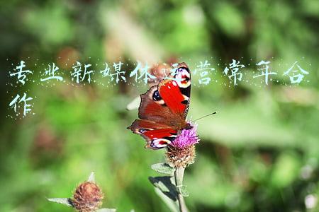 专业新媒体运营常年合作