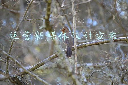 运营新媒体设计方案