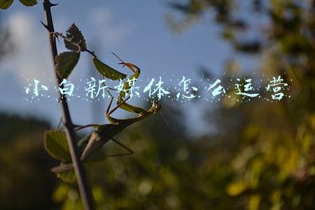新媒体运营小白简历(运营新人如何制作一份惊艳面试官的简历)
