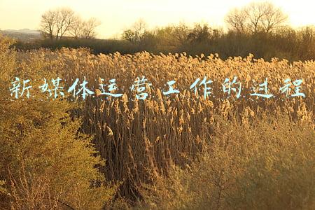 新媒体运营工作计划(短视频新媒体IP品牌内容打造孵化运营策划方案直播电商脚本计划表)