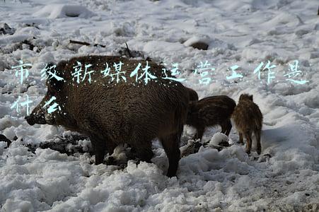 市级媒体(市级媒体融合改革路上“绍兴样本”如何打造？)