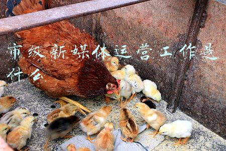 市级以上媒体(媒体号谁更牛？福建微信影响力2021年度排行放榜了)