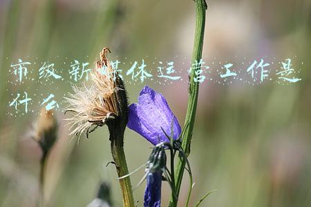 市级新媒体运营工作是什么