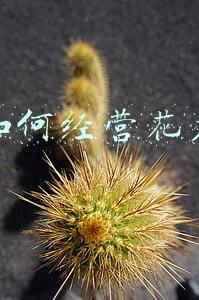 花店营业执照经营范围(花店营业执照经营范围有哪些)