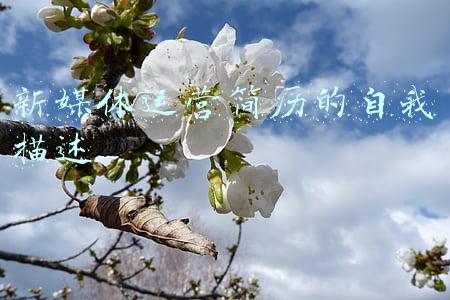 新媒体运营简历的自我描述