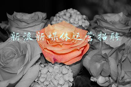 新媒体运营专员(0基础运营小白，是怎么拿到月薪15k offer的？)