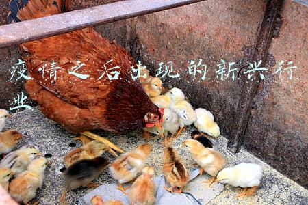 疫情之后出现的新兴行业
