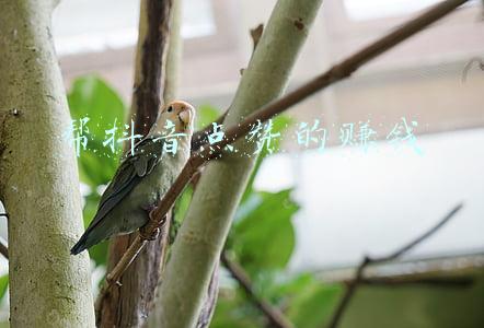 帮抖音点赞赚钱靠谱吗(抖音点赞赚外快，上当受骗丢钱财)