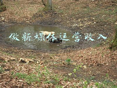 做新媒体运营收入