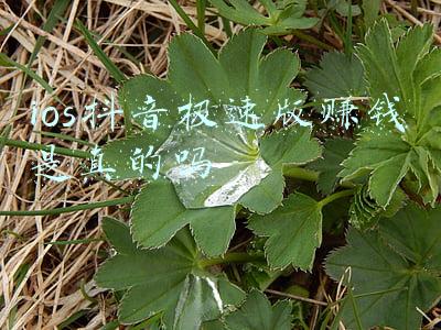 抖音极速版赚钱是真的吗(拉完人头提现无门 片多多还是“骗多多”)