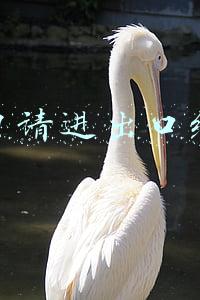 进出口经营权怎样申请（出口经营权的申请步骤）