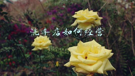洗车店经营范围(洗车店经营范围怎么写)