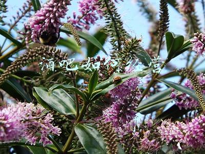 酒吧如何经营管理《酒吧如何经营与管理》