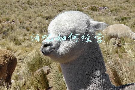 酒吧如何经营不算娱乐场所(酒吧属于娱乐场所吗)