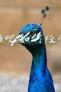 酒吧承包经营协议（酒吧经营承包合同）