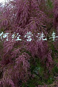 如何经营小红书-小红书如何运营