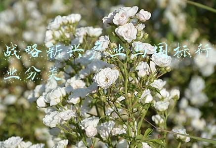 战略新兴产业与国标行业分类