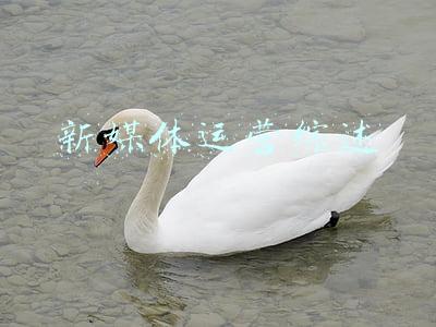 新媒体运营综述